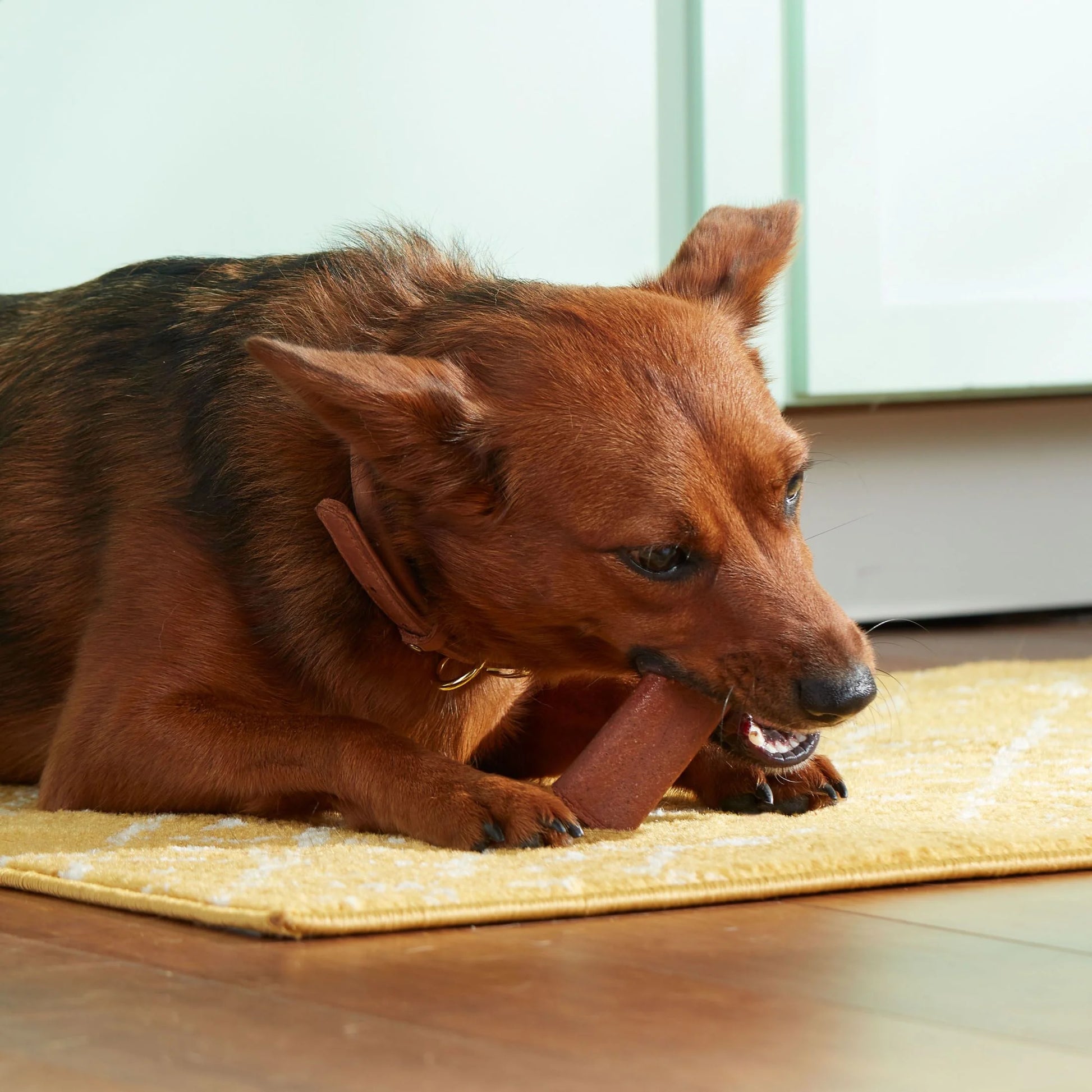 Rachael Ray  Soup Bones with Real Beef & Barley, 11 Dry Dog Chews.