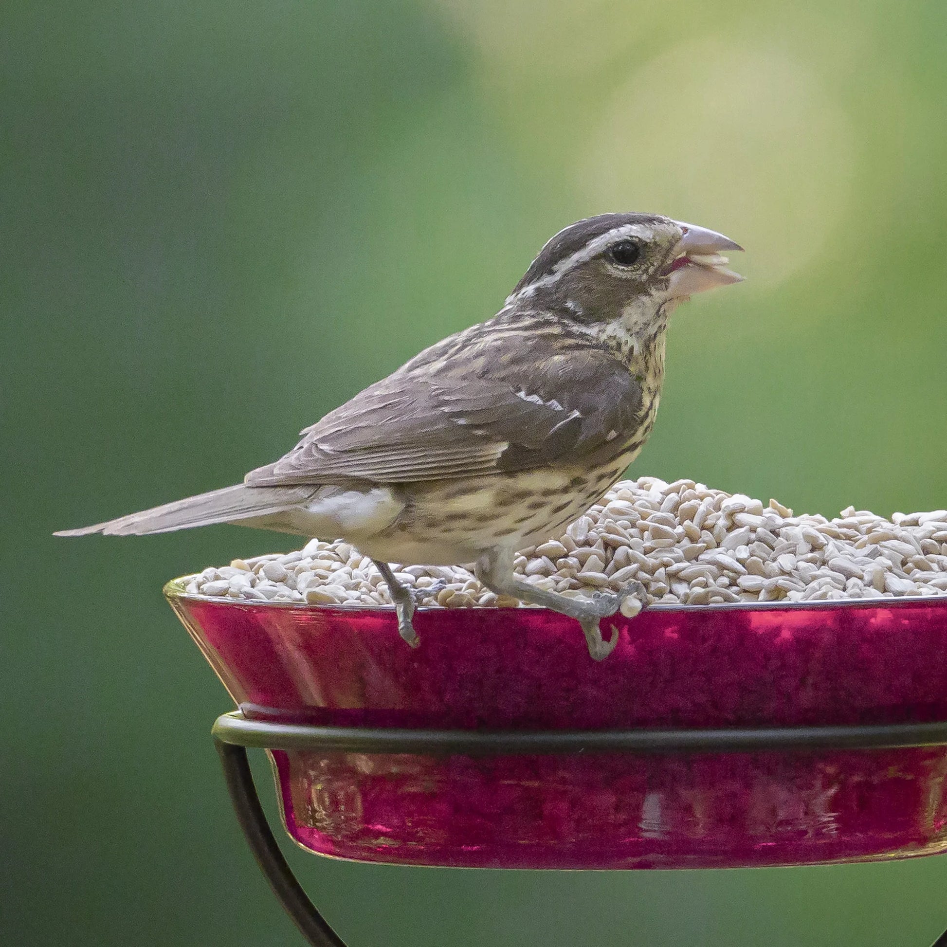 (2 Pack)  Sunflower Hearts Dry Wild Bird Food, 15 Lb Bag