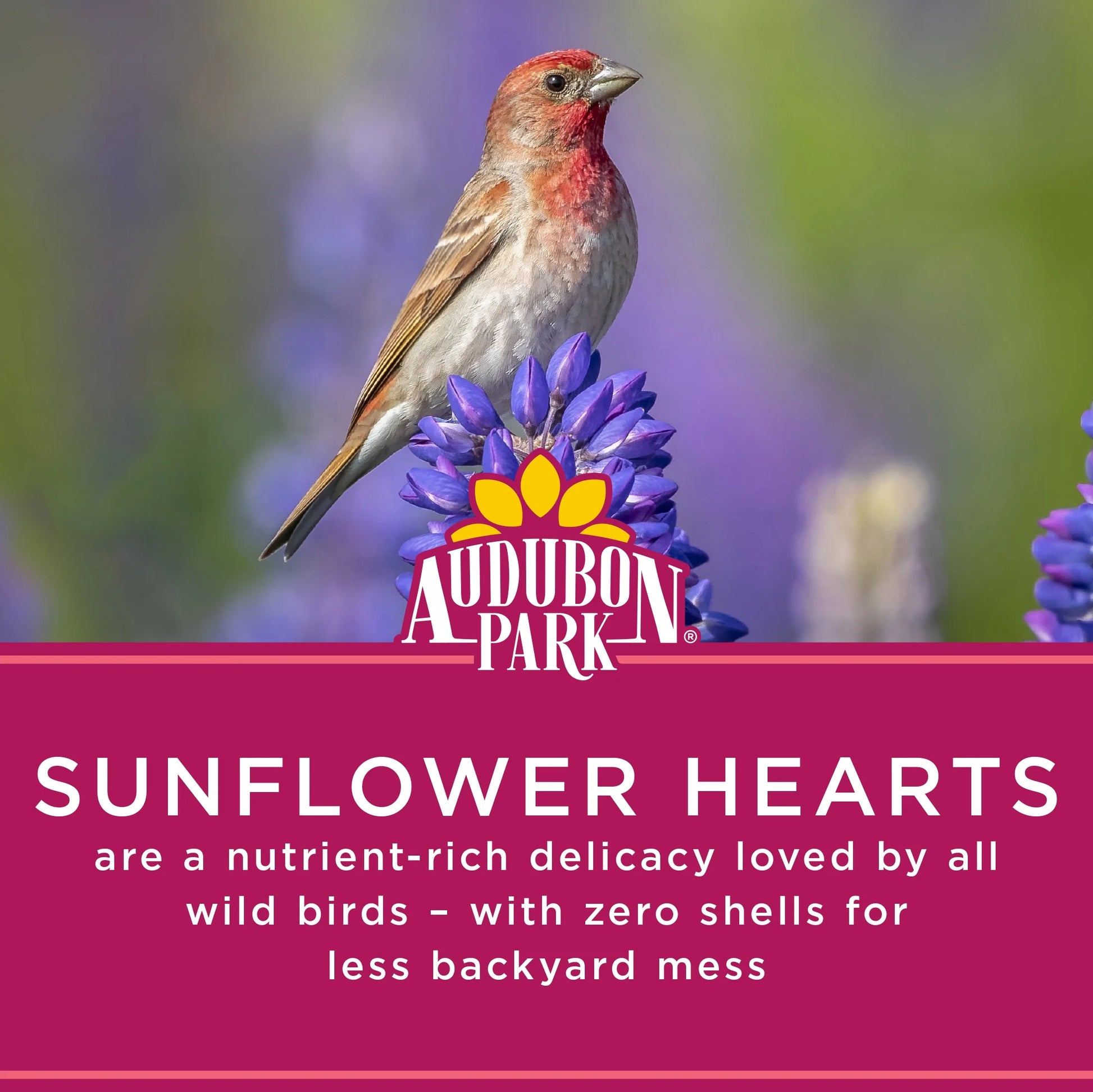 (2 Pack)  Sunflower Hearts Dry Wild Bird Food, 15 Lb Bag